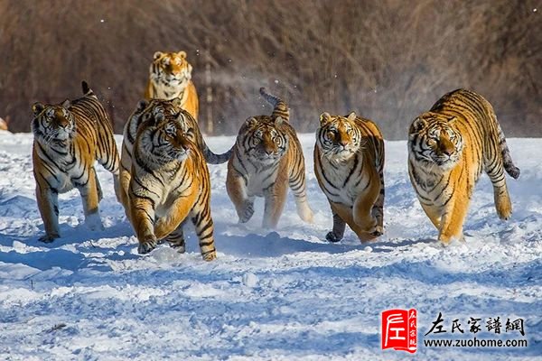 左迅生作品
