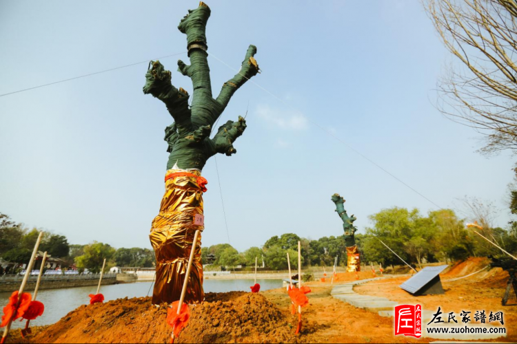 跨越两千多公里，两棵“左公柳”回湘